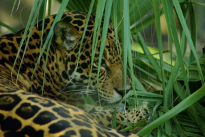 Тваринний світ екваторіального лісу Тваринний світ екваторіального лісу
